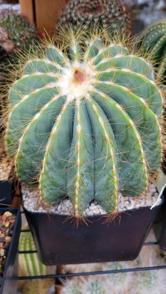 Notocactus magnificus